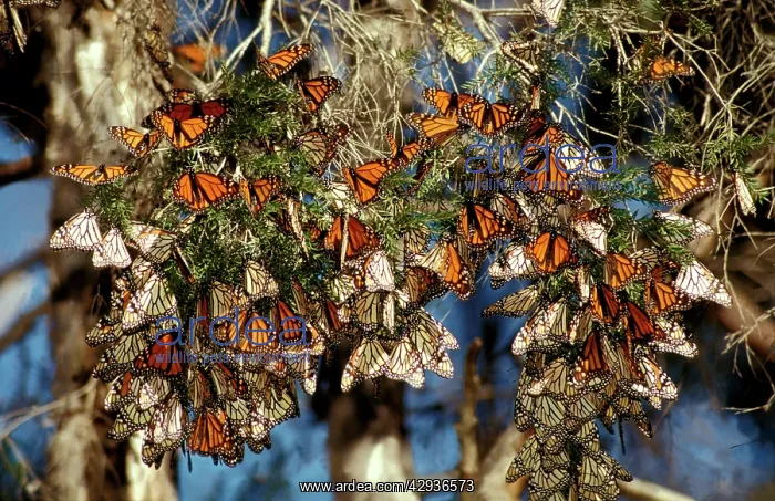 : Wanderer / MONARCH / Milkweed Butterfly - in overwintering : Wanderer / MONARCH / Milkweed Butterfly - in overwintering
