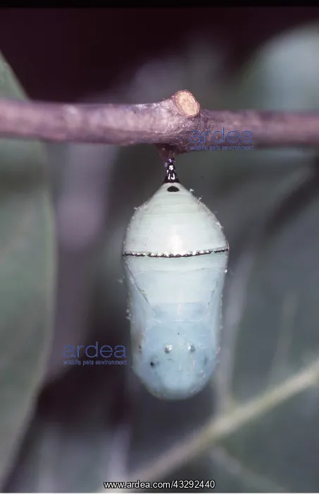 : Wanderer / Monarch / Milkweed Butterfly - pupa : Wanderer / Monarch / Milkweed Butterfly - pupa