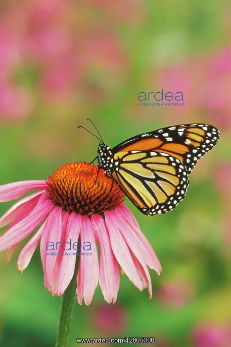 : Wanderer / MONARCH / Milkweed Butterfly - on purple : Wanderer / MONARCH / Milkweed Butterfly - on purple