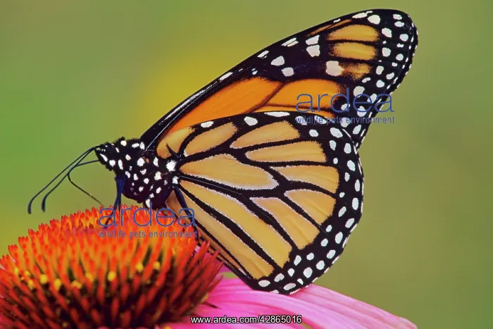 : Wanderer / MONARCH / Milkweed Butterfly - on purple : Wanderer / MONARCH / Milkweed Butterfly - on purple
