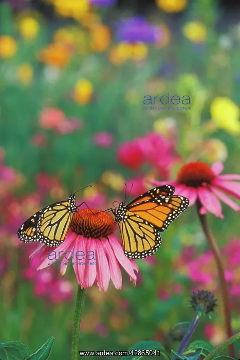 : Wanderer / MONARCH / Milkweed Butterfly - on purple : Wanderer / MONARCH / Milkweed Butterfly - on purple