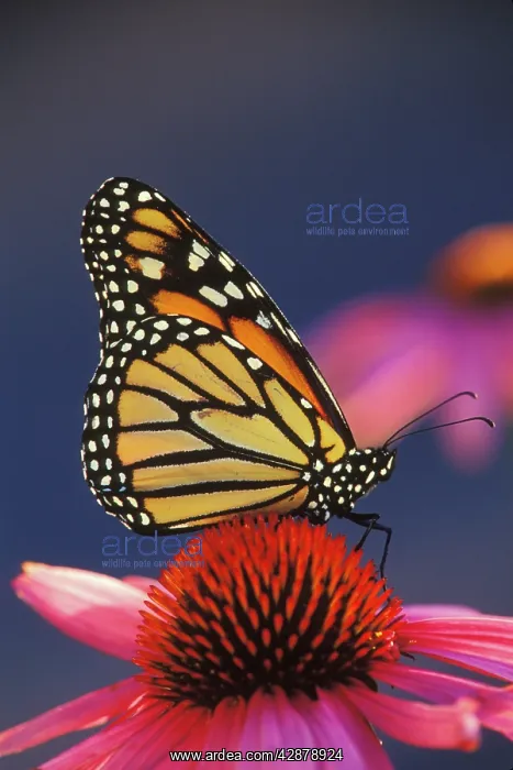  : Wanderer  /  Monarch  /  Milkweed Butterfly - on purple
