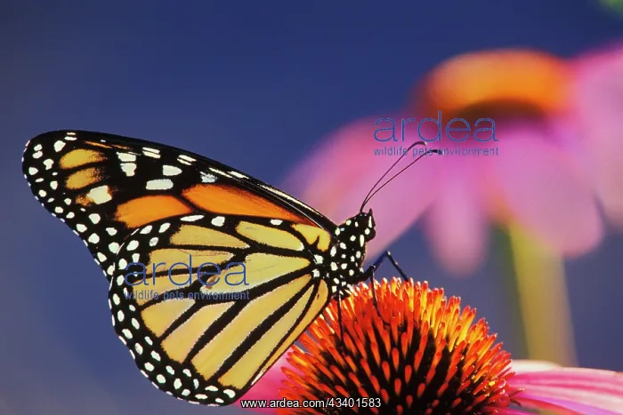 : Wanderer / Monarch / Milkweed Butterfly - on purple : Wanderer / Monarch / Milkweed Butterfly - on purple