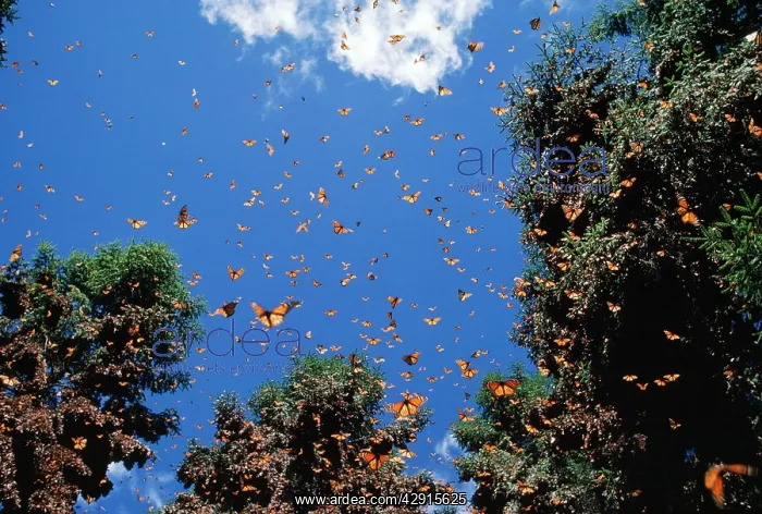 : Wanderer / Monarch / Milkweed Butterfly - wintering : Wanderer / Monarch / Milkweed Butterfly - wintering
