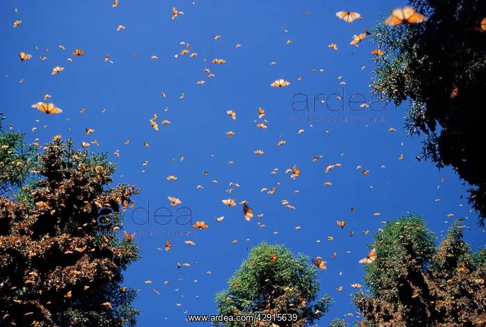 : Wanderer / Monarch / Milkweed Butterfly - wintering : Wanderer / Monarch / Milkweed Butterfly - wintering