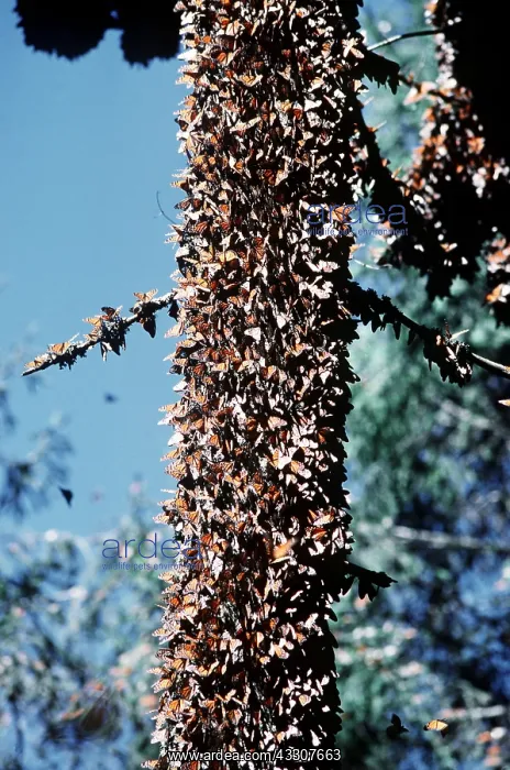 : Wanderer / Monarch / Milkweed Butterfly - wintering : Wanderer / Monarch / Milkweed Butterfly - wintering