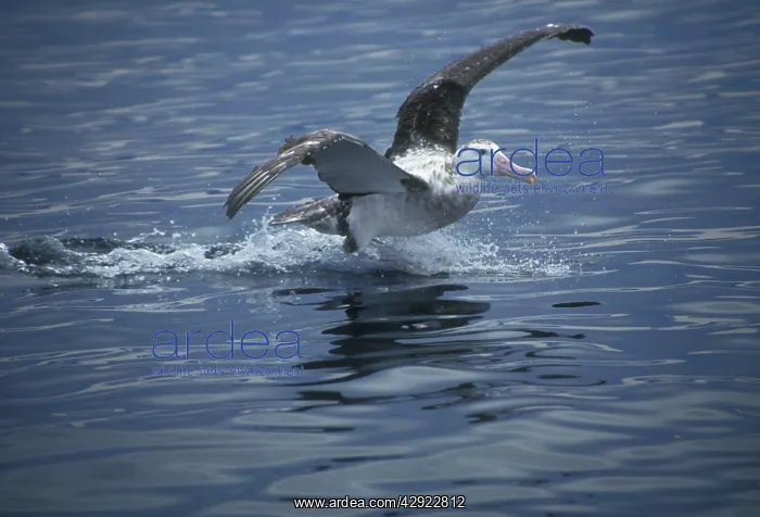 : Wandering Albatros - Sub-adult landing on water : Wandering Albatros - Sub-adult landing on water