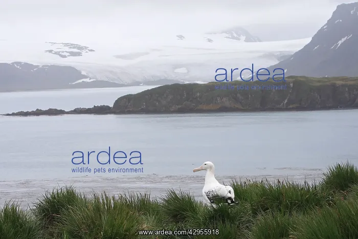 : Wandering Albatross : Wandering Albatross