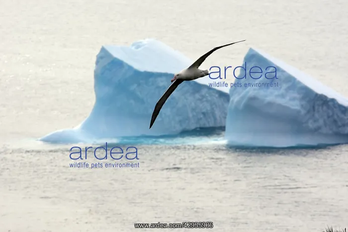 : Wandering Albatross : Wandering Albatross