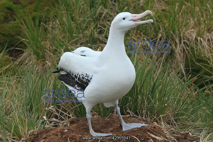 : Wandering Albatross : Wandering Albatross
