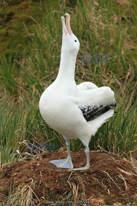 : Wandering Albatross : Wandering Albatross