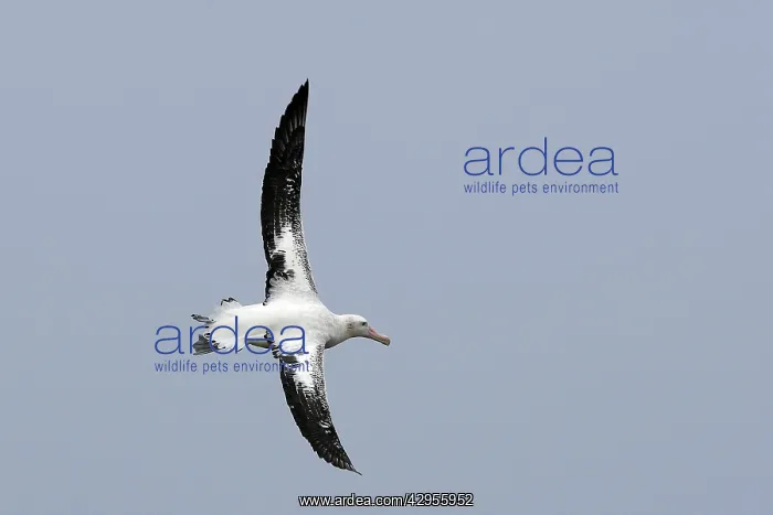 : Wandering Albatross : Wandering Albatross