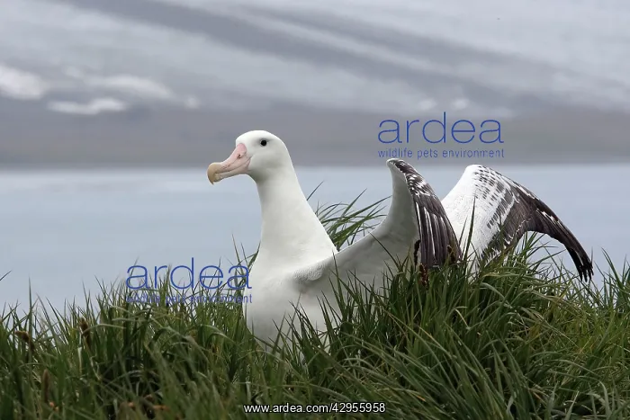: Wandering Albatross : Wandering Albatross
