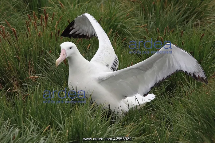 : Wandering Albatross : Wandering Albatross