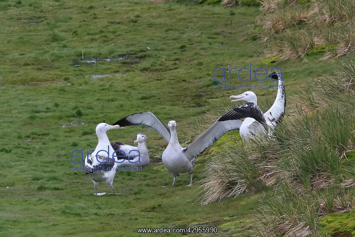 : Wandering Albatross : Wandering Albatross