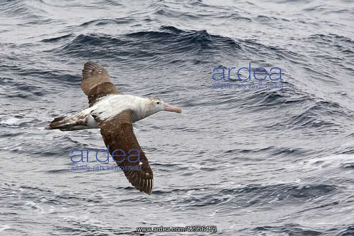 : Wandering Albatross : Wandering Albatross