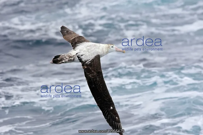 : Wandering Albatross : Wandering Albatross
