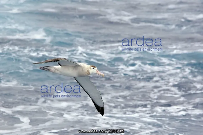: Wandering Albatross : Wandering Albatross