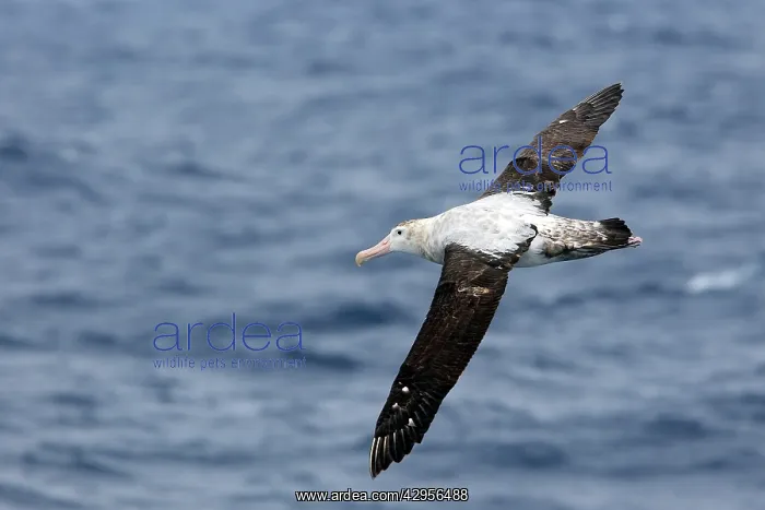 : Wandering Albatross : Wandering Albatross