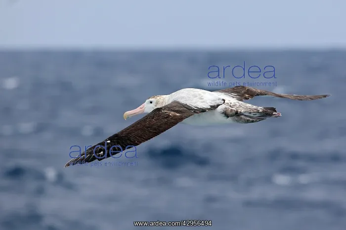: Wandering Albatross : Wandering Albatross