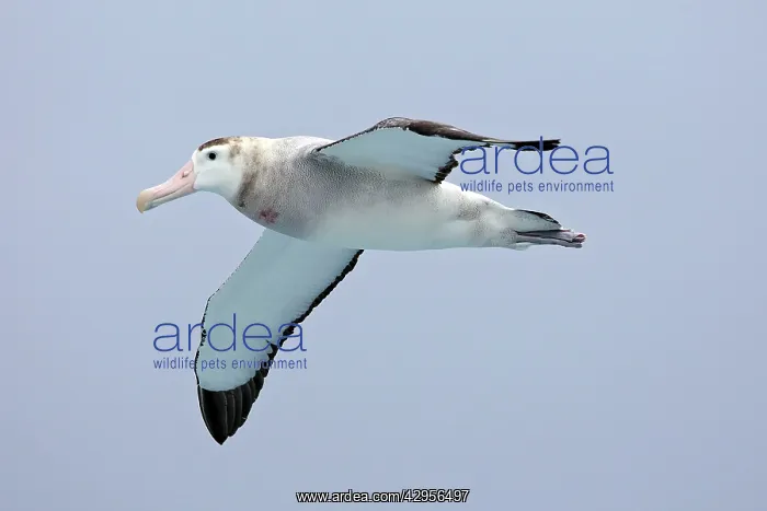 : Wandering Albatross : Wandering Albatross