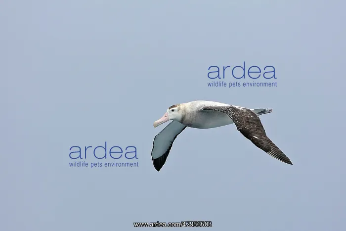 : Wandering Albatross : Wandering Albatross