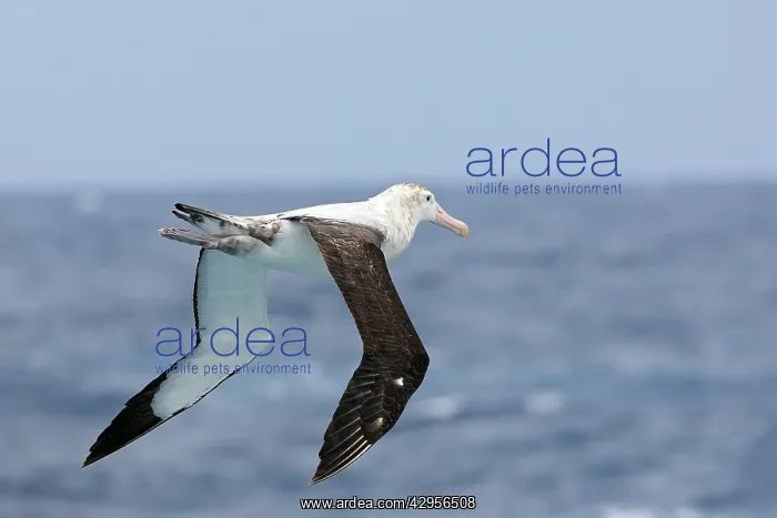 : Wandering Albatross : Wandering Albatross