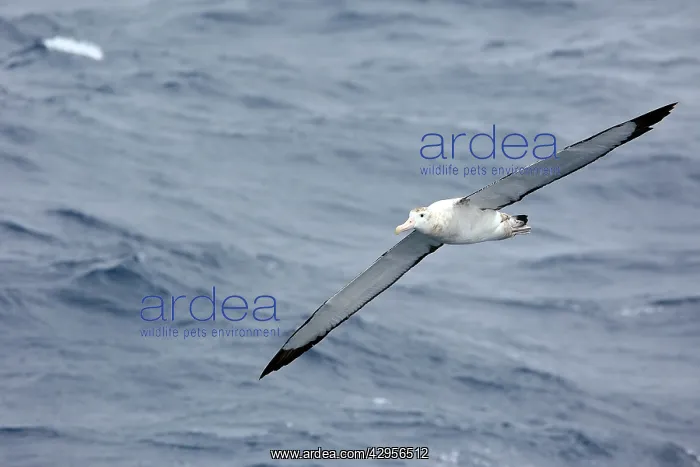 : Wandering Albatross : Wandering Albatross