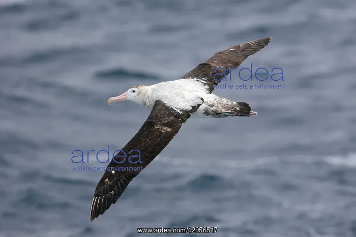 : Wandering Albatross : Wandering Albatross