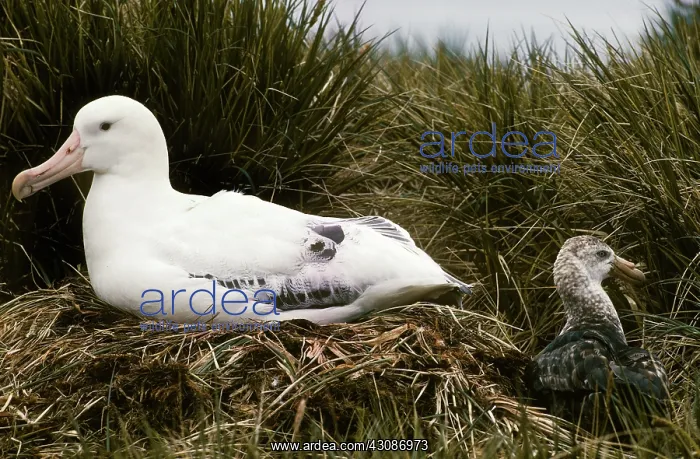 : Wandering Albatross : Wandering Albatross