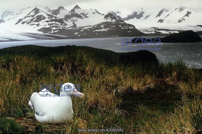 : Wandering Albatross : Wandering Albatross