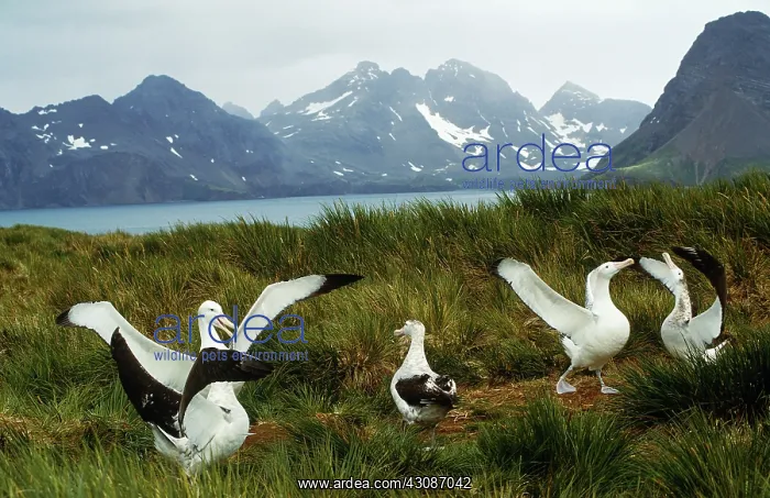 : Wandering Albatross : Wandering Albatross