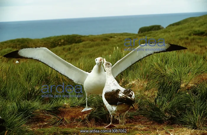 : Wandering Albatross : Wandering Albatross