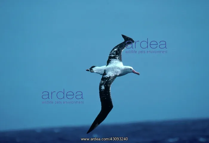 : Wandering albatross : Wandering albatross
