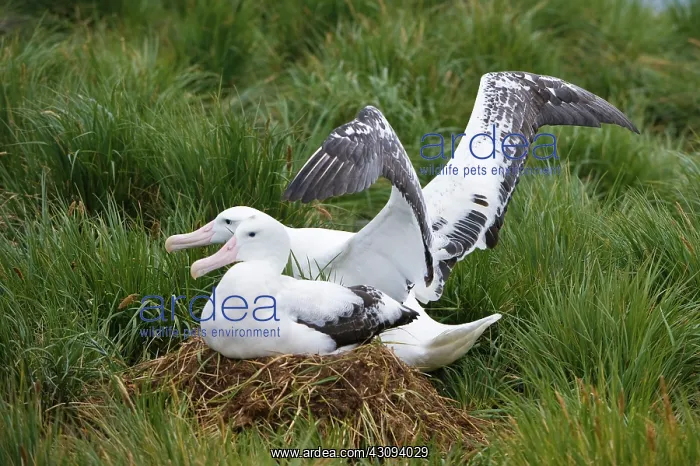  : Wandering Albatross