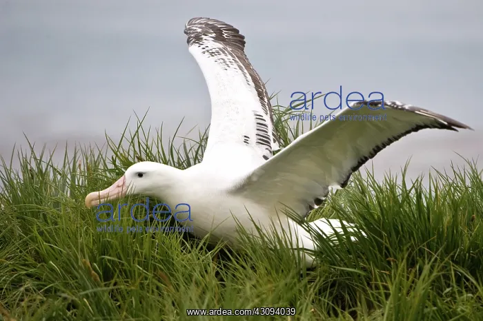 : Wandering Albatross : Wandering Albatross