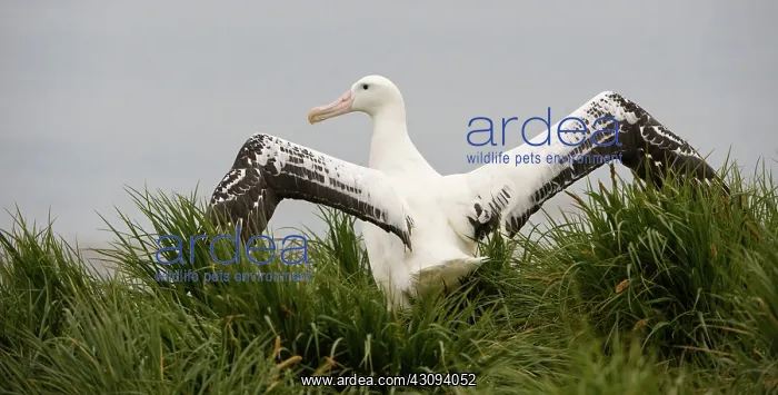 : Wandering Albatross : Wandering Albatross