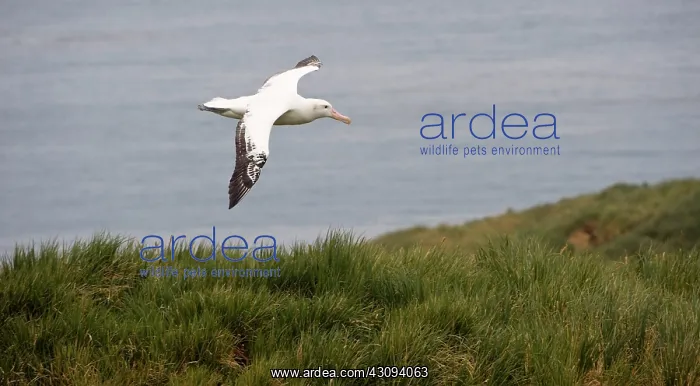 : Wandering Albatross : Wandering Albatross