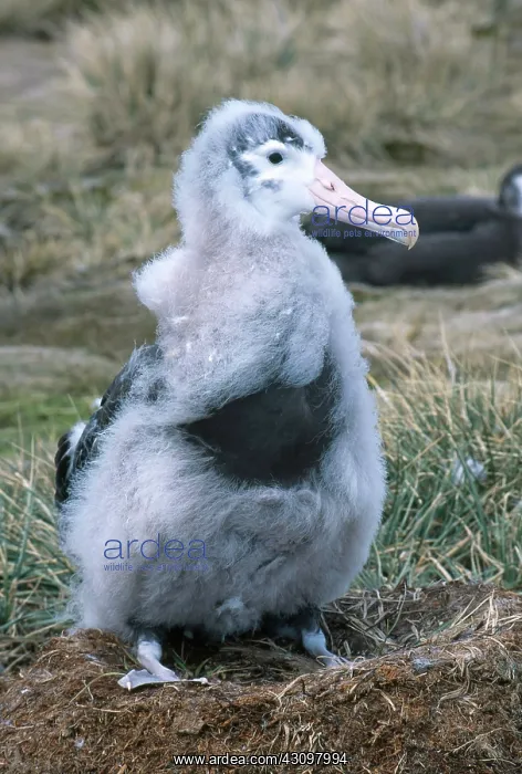 : Wandering Albatross : Wandering Albatross
