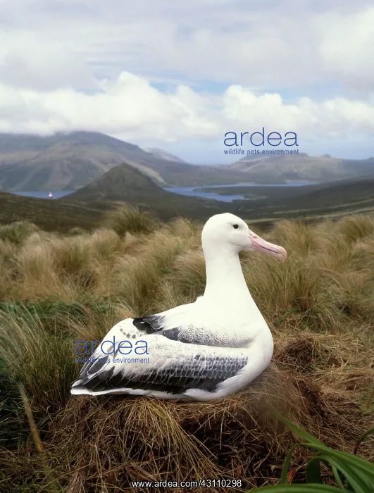 : Wandering albatross : Wandering albatross