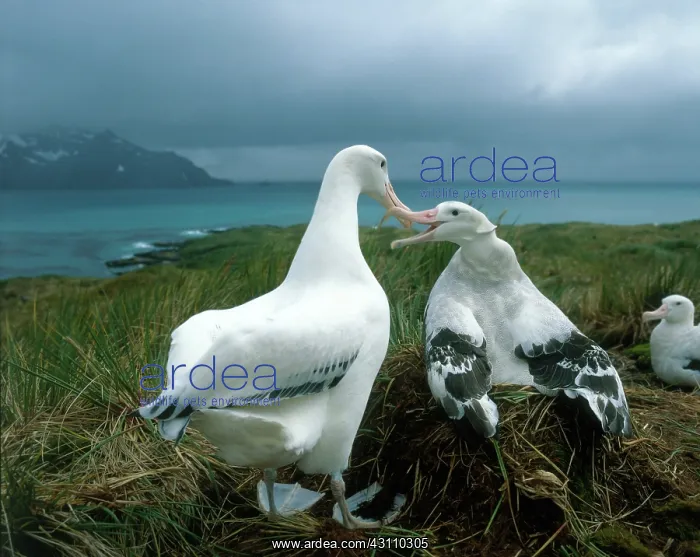 : Wandering albatross : Wandering albatross