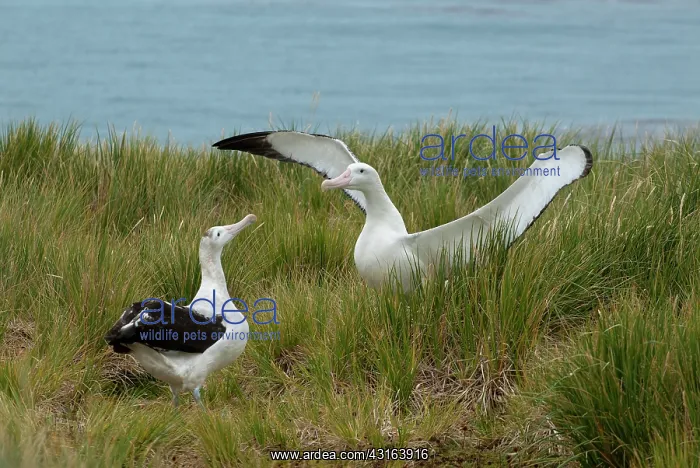 : Wandering Albatross : Wandering Albatross