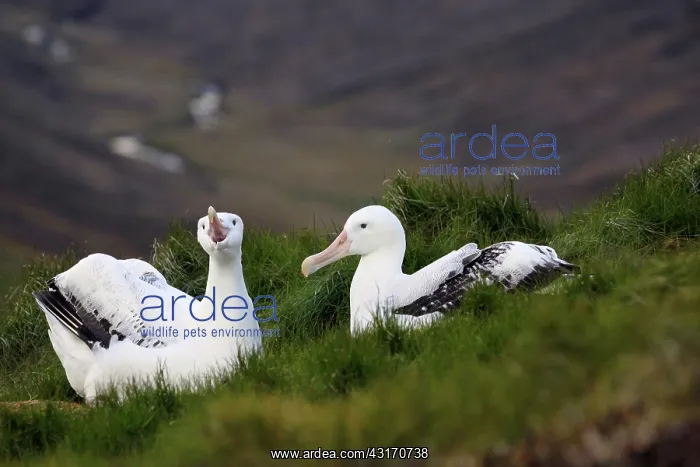 : Wandering Albatross : Wandering Albatross