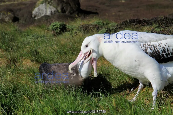 : Wandering Albatross : Wandering Albatross
