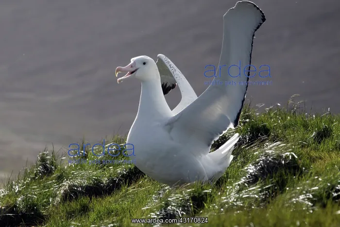 : Wandering Albatross : Wandering Albatross