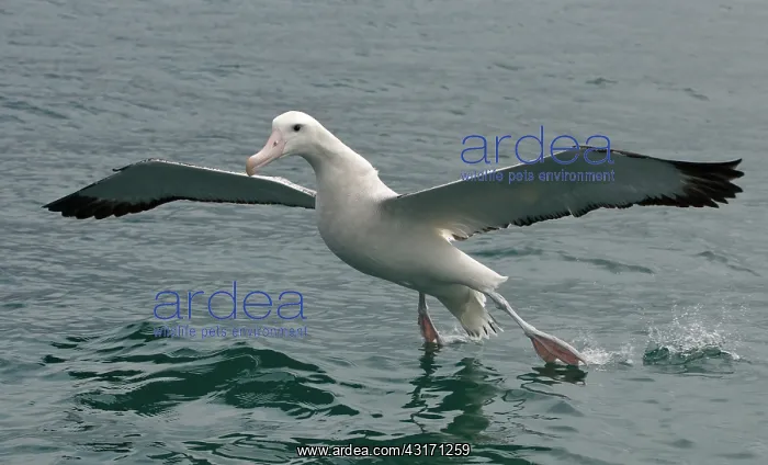 : Wandering Albatross : Wandering Albatross