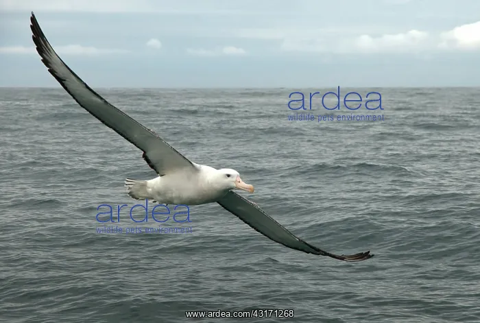 : Wandering Albatross : Wandering Albatross