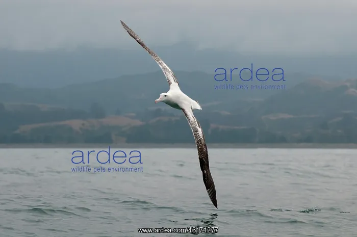 : Wandering Albatross : Wandering Albatross
