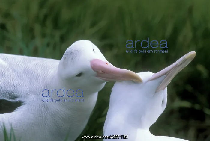: Wandering Albatross - Breeding pair allopreening : Wandering Albatross - Breeding pair allopreening