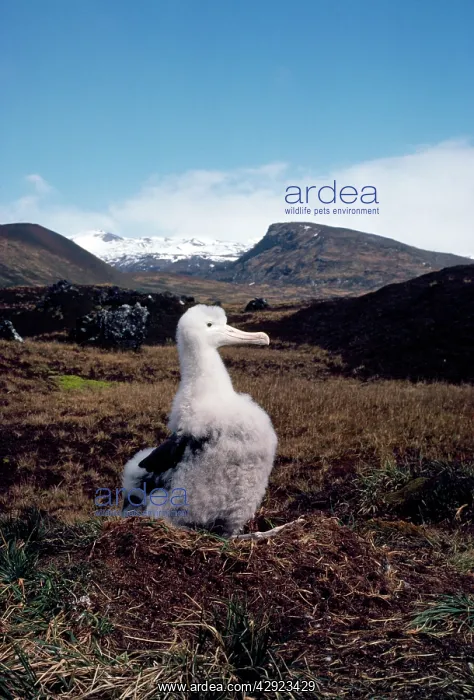 : Wandering Albatross - chick at nest : Wandering Albatross - chick at nest